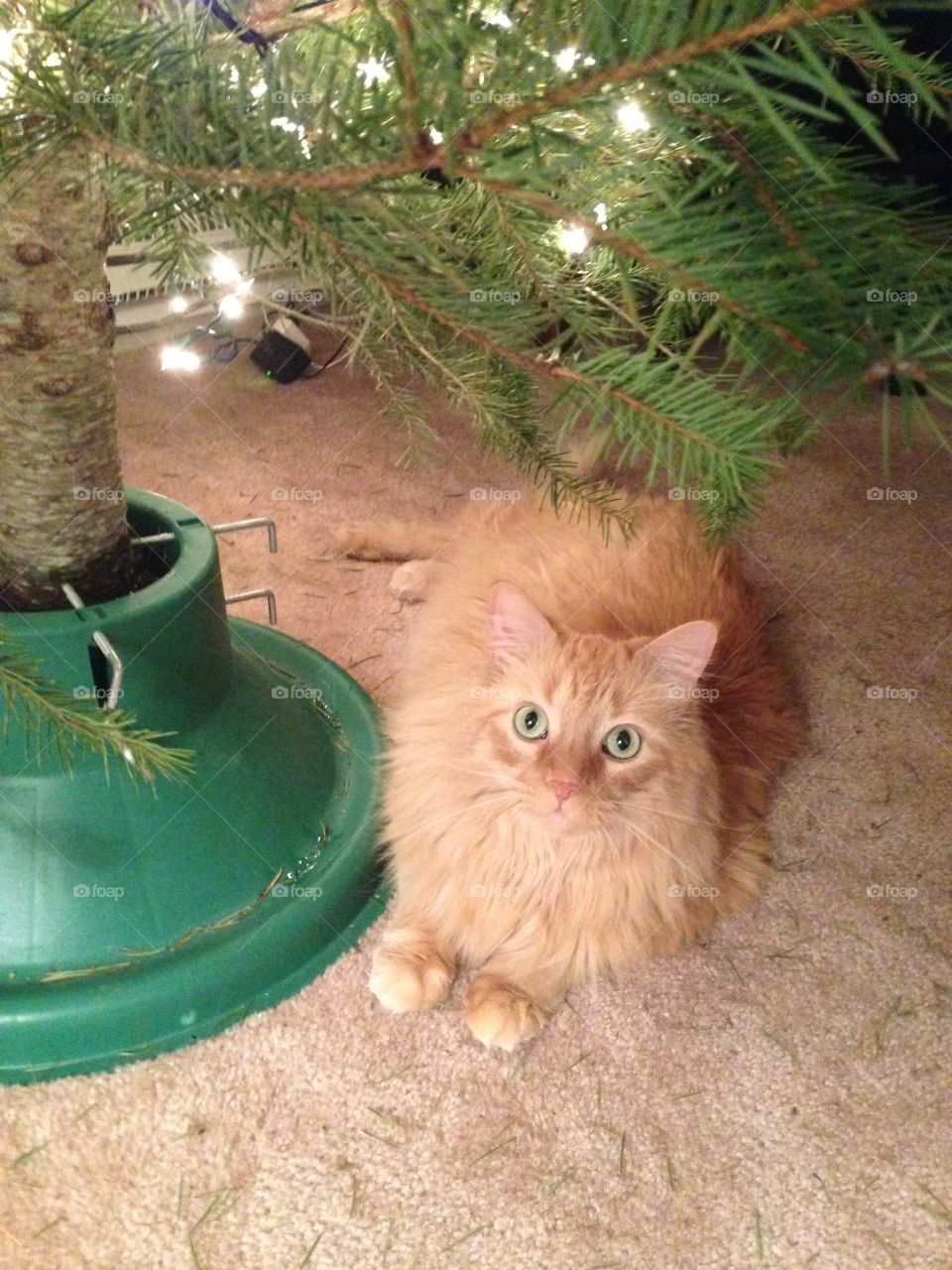 Christmas kitty