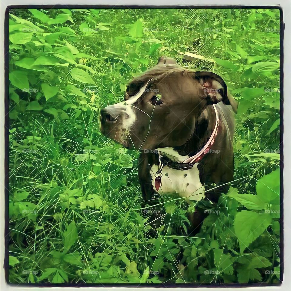 Walking through nature 