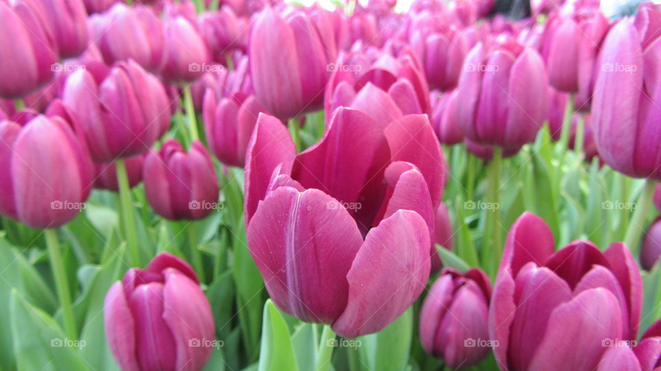 Beautiful tulips