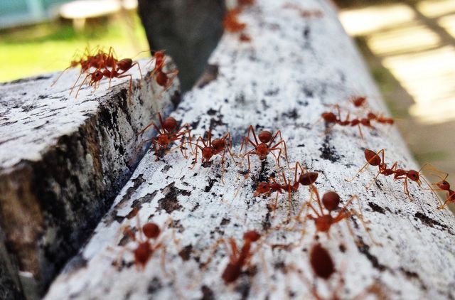 All about ants