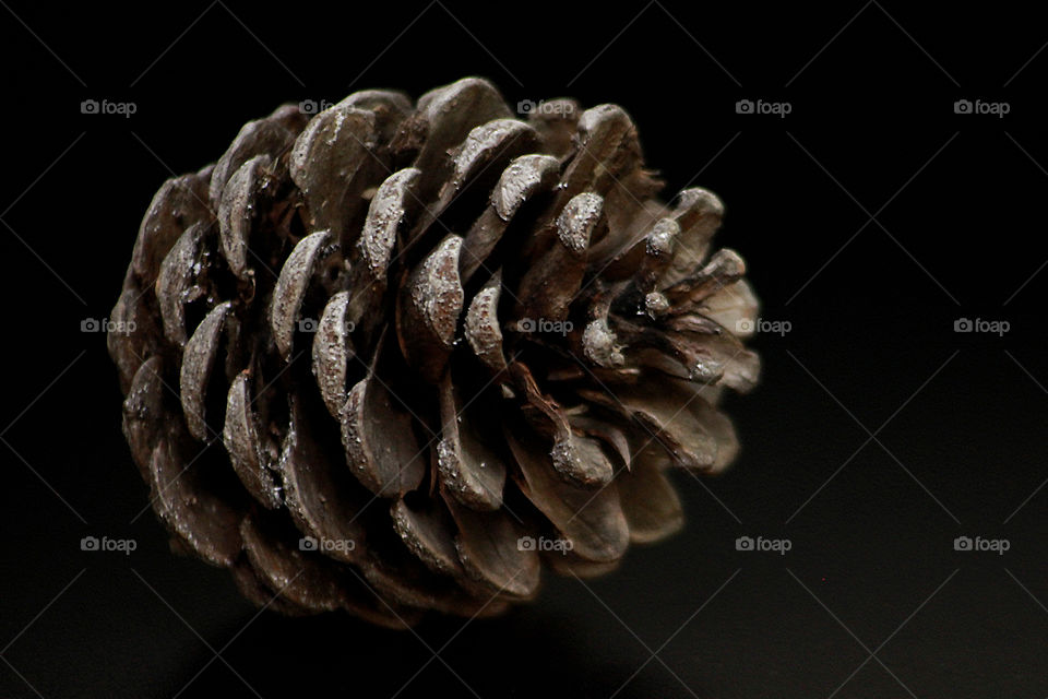 Pinecone