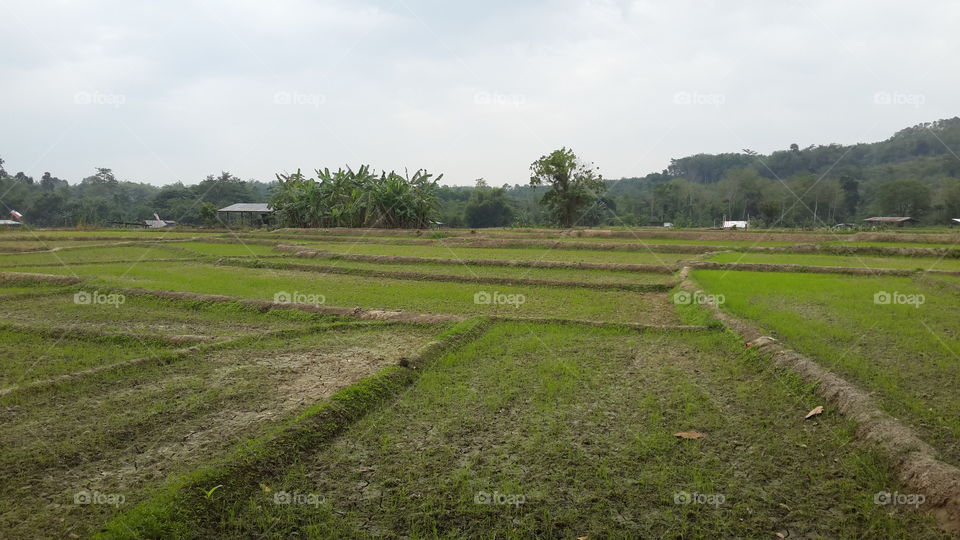 paddy field farm