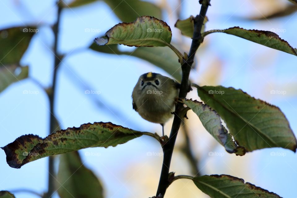 Goldcrest 
