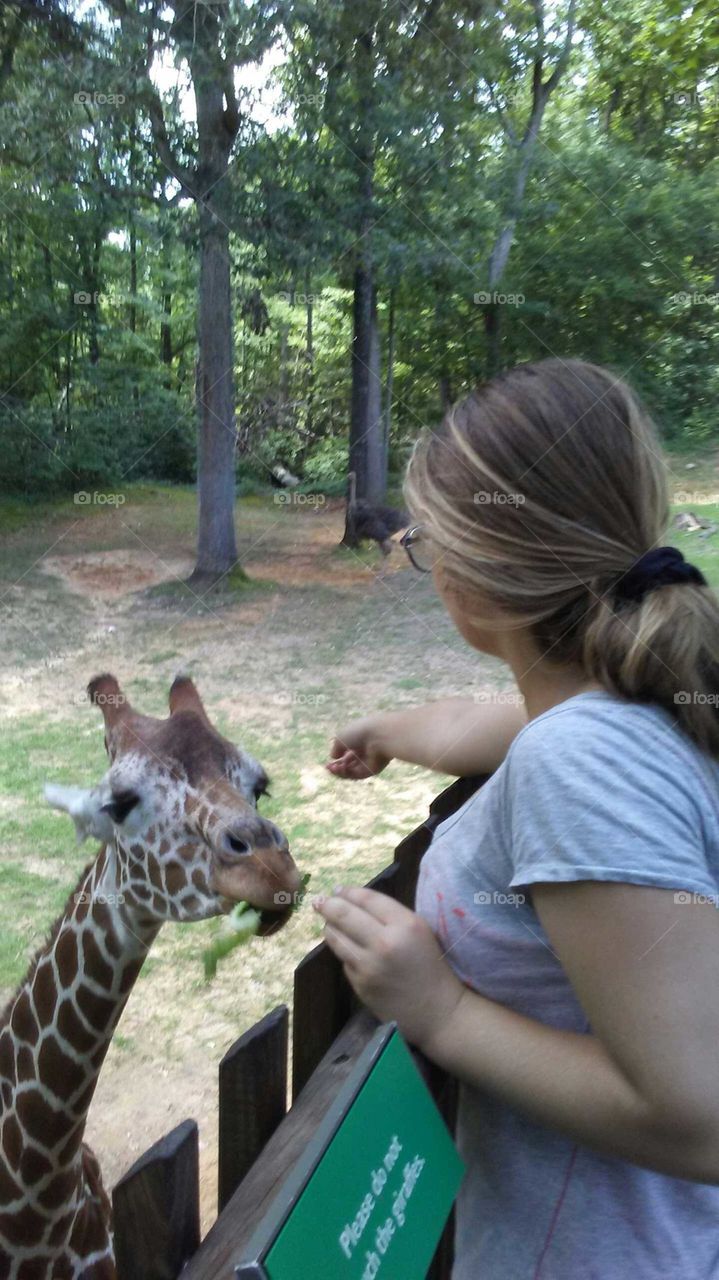 Feeding the Giraffe at the North Carolina Zoo