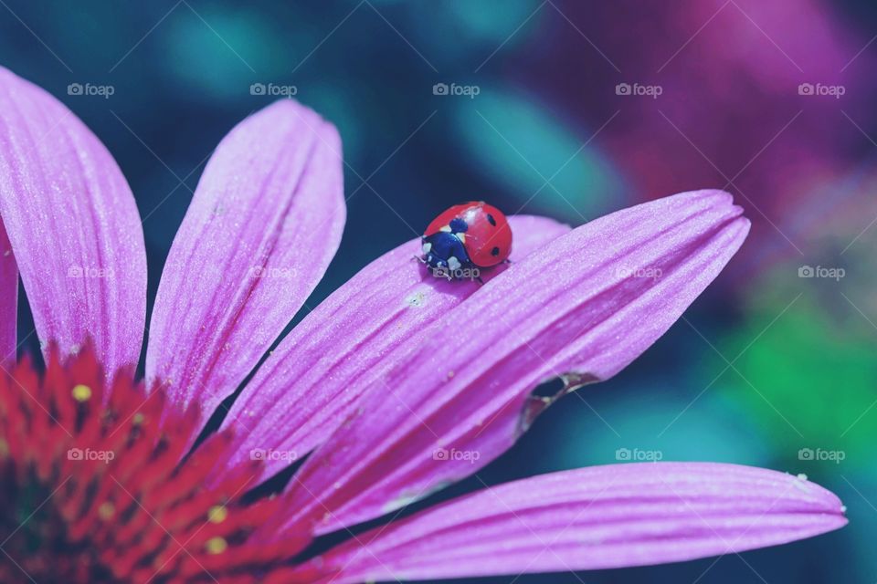 A single purple flower with a ladybug on a petal