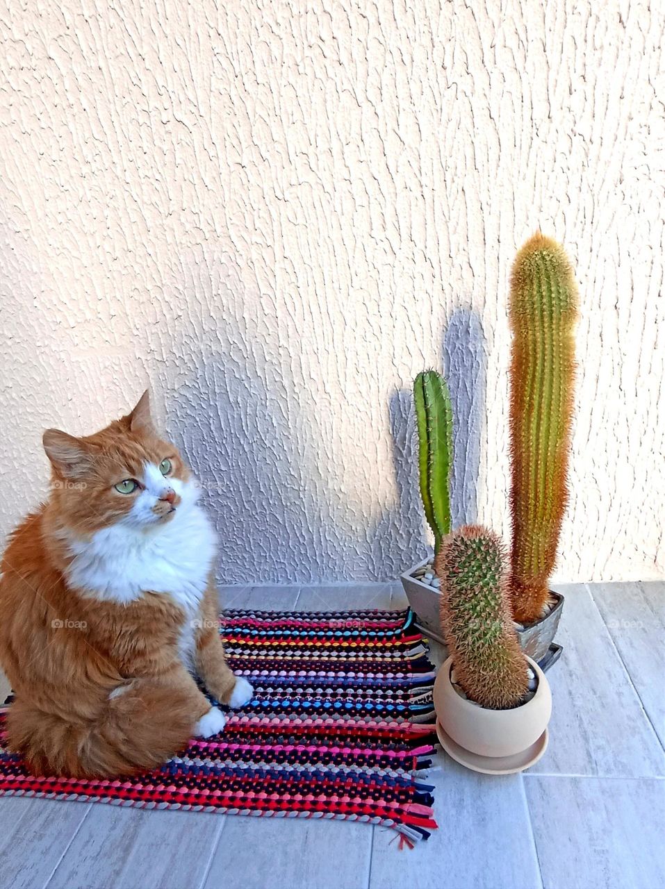 cat beautiful portrait and cactus house plants, mobile photography