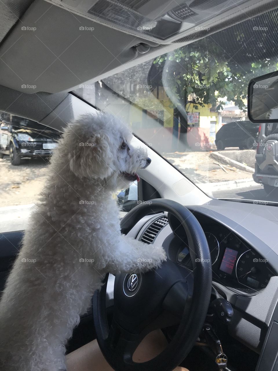 Cachorro no volante!