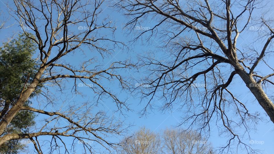 Tree, Branch, Wood, Landscape, Nature