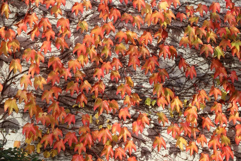 Warm colours of autumn 