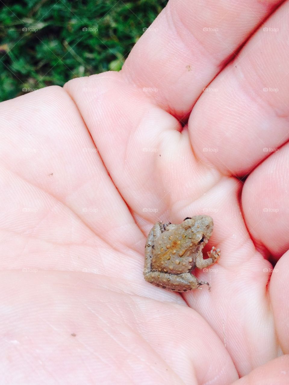 Tiny frog in Illinois!
