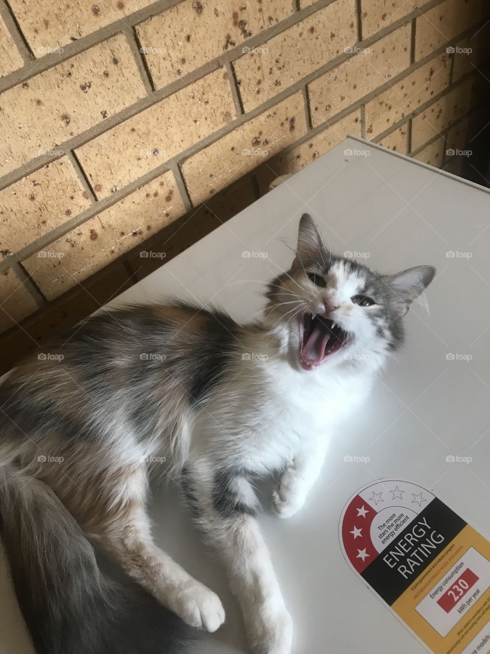Caught her mid yawn, still cute though