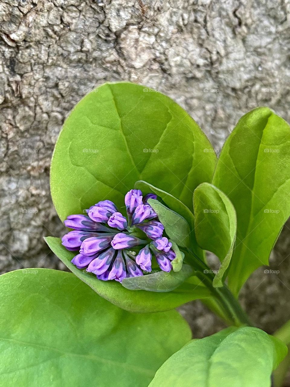 Leaves and flower buds of Virginia bluebells