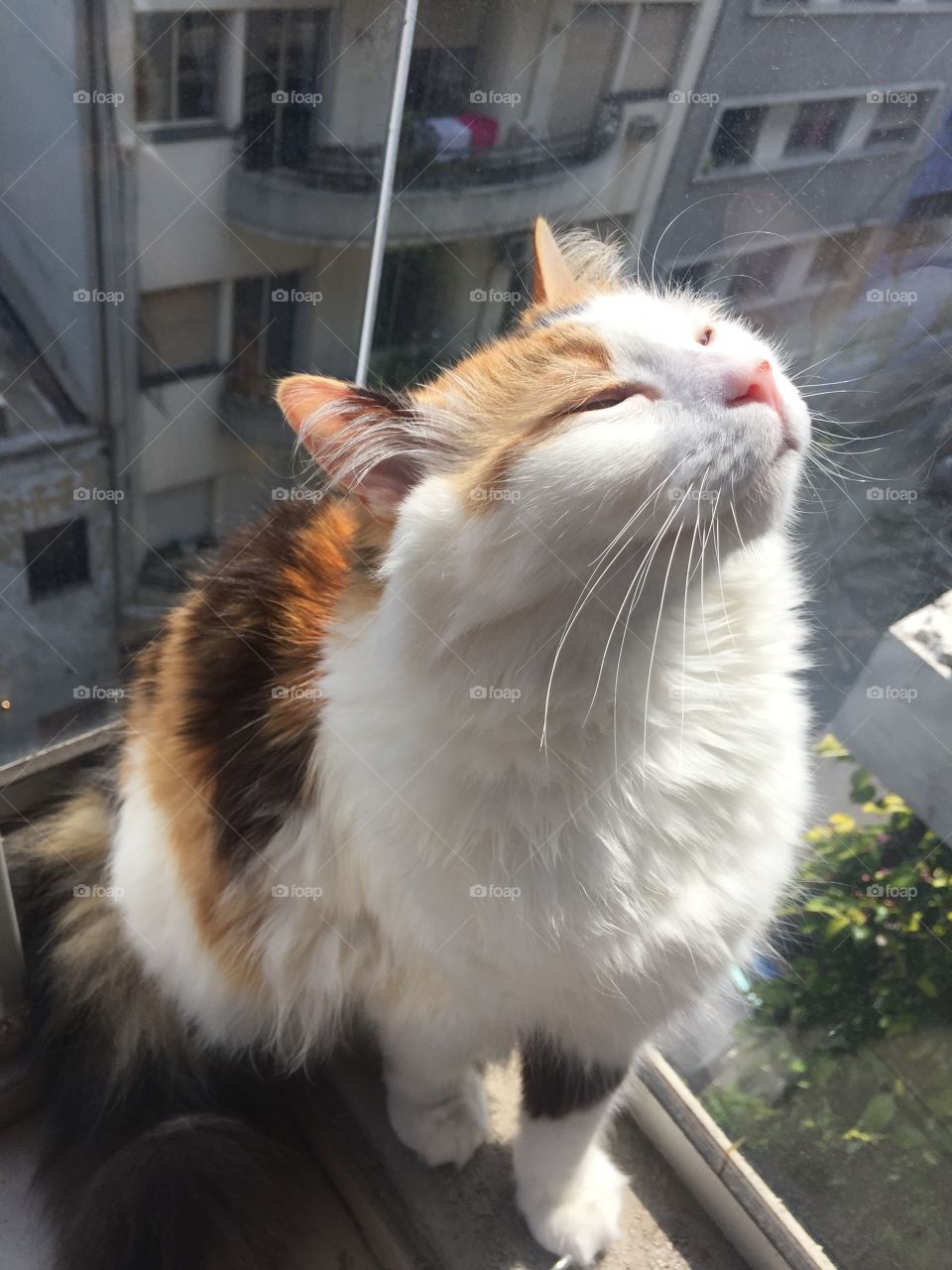 Sunbathing kitty