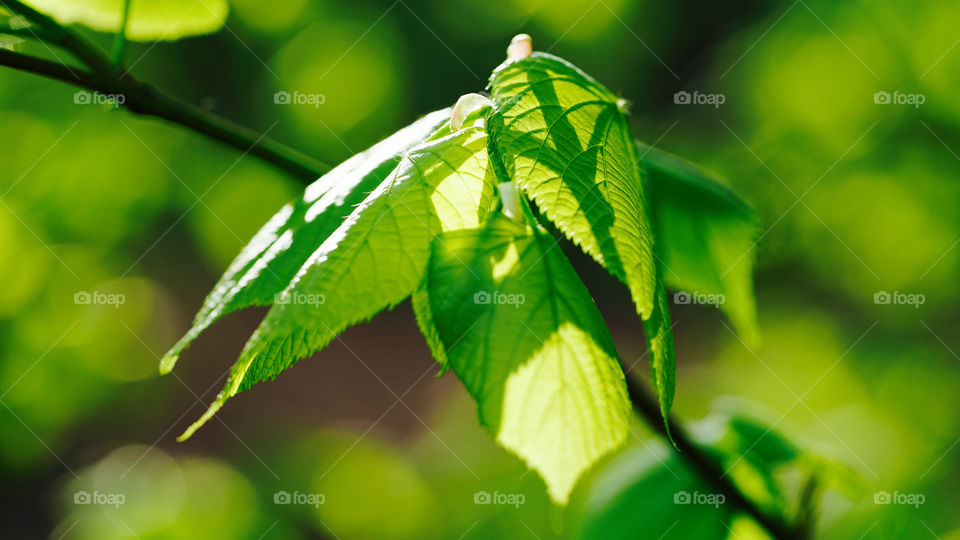 Green leaves in spring time in Antwerp