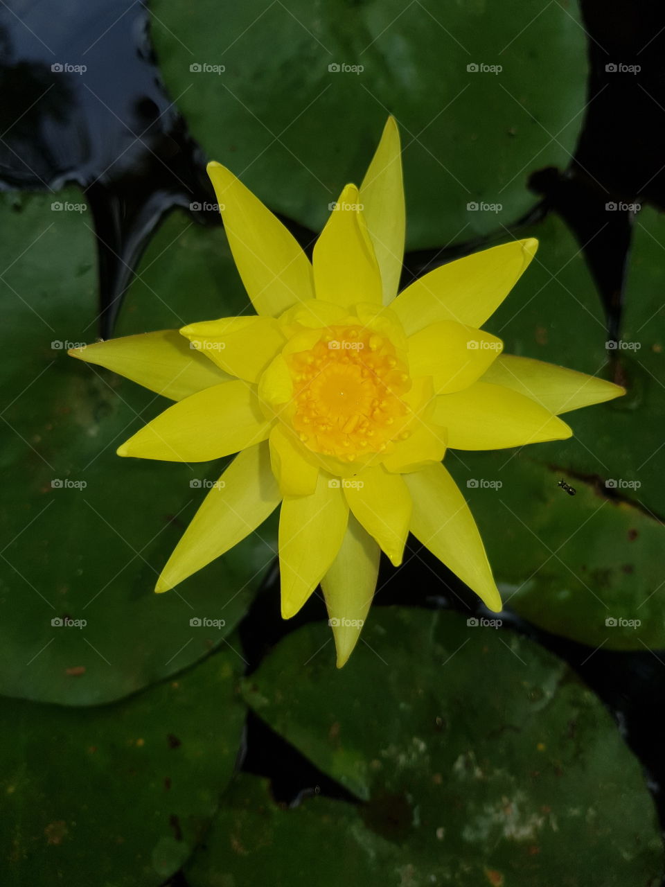 Made in the mud, but rising above the mud