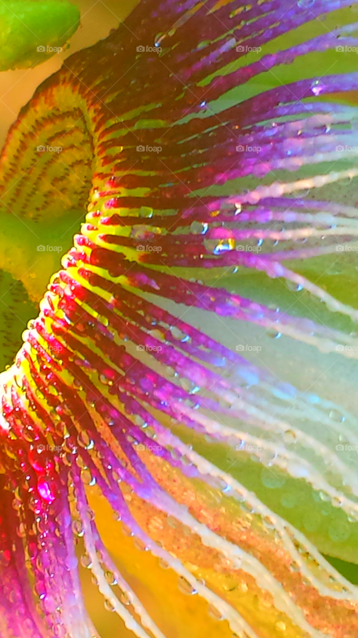 "Colorful Passion Flower"