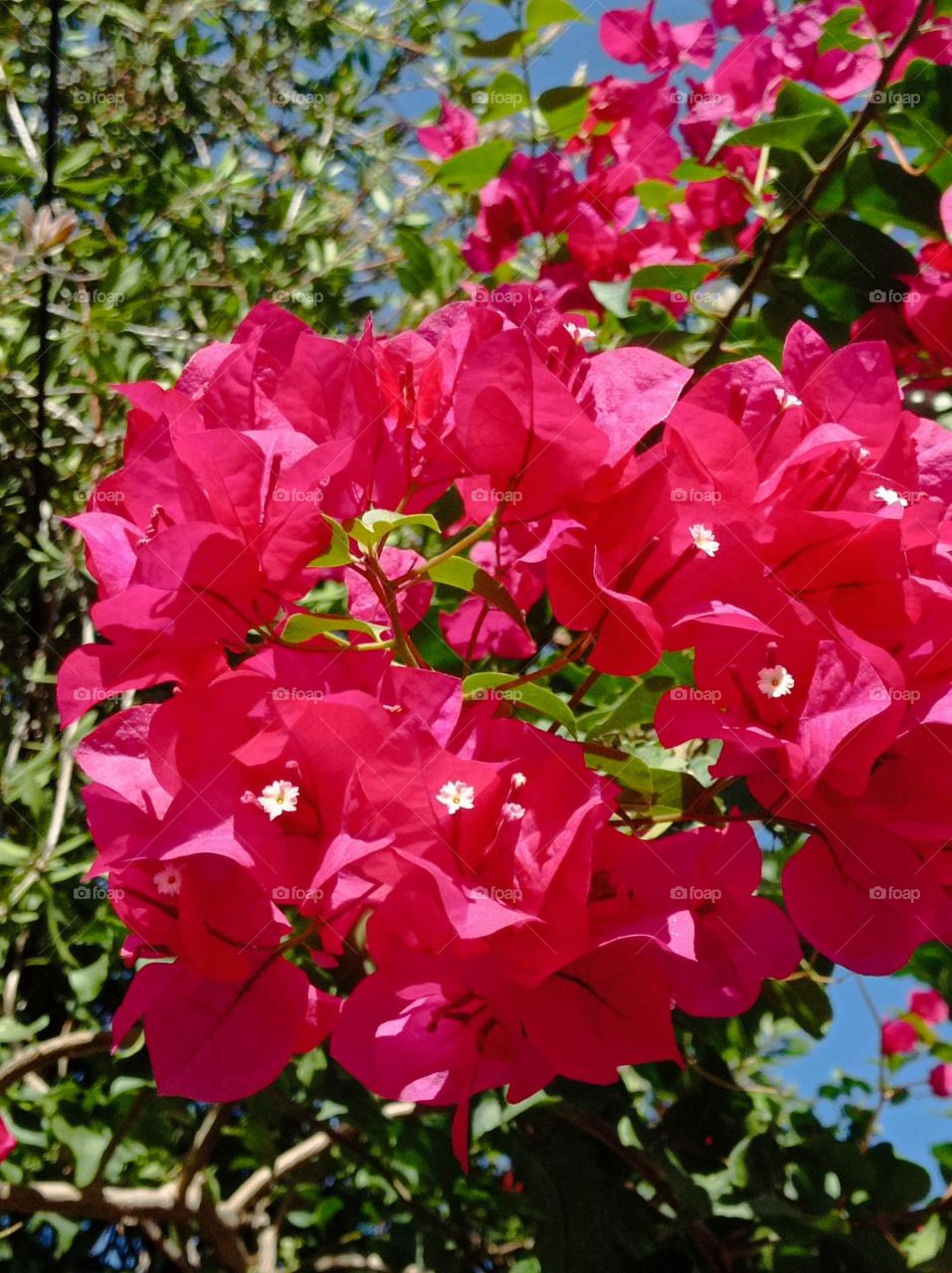 bougainvillea spectabilis tree / Árbol Santa Rosa