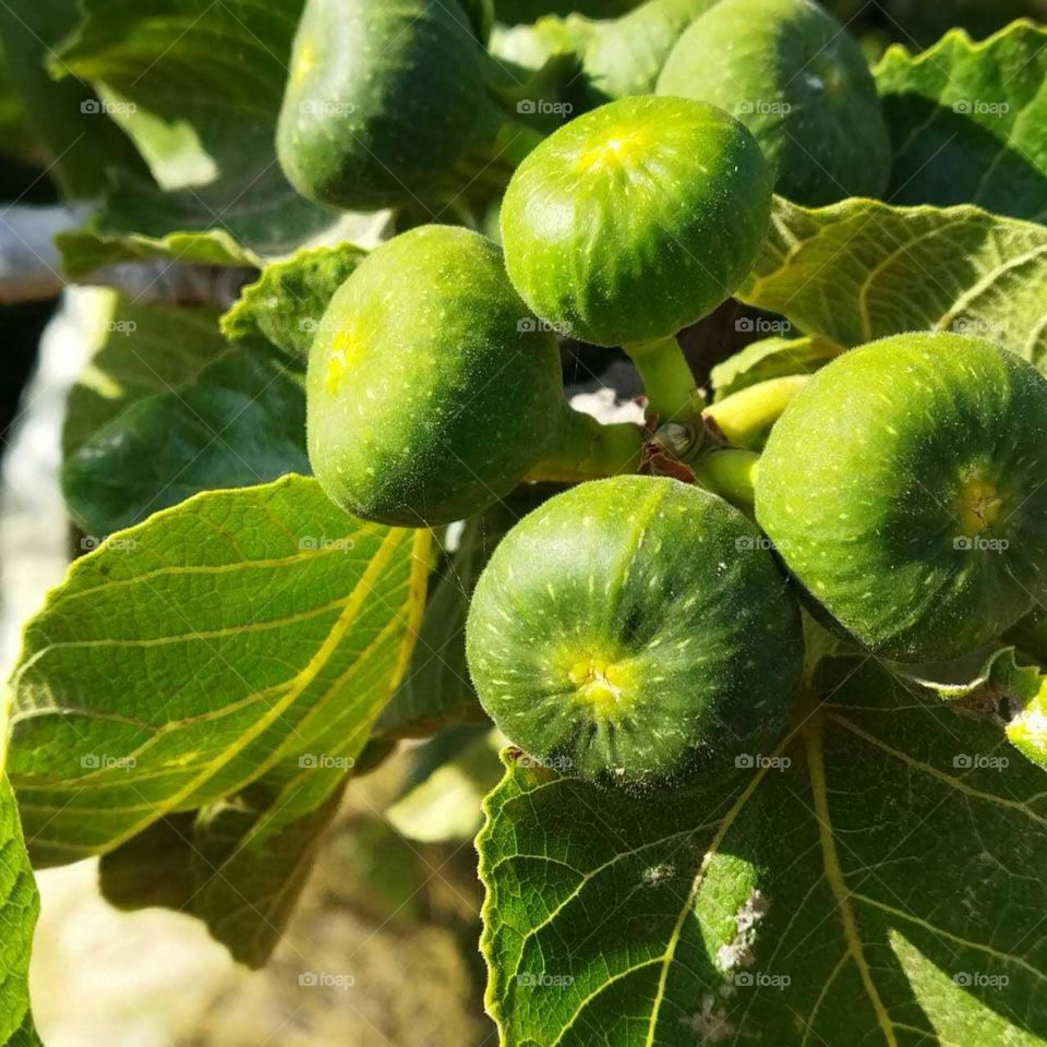 green figs fruit