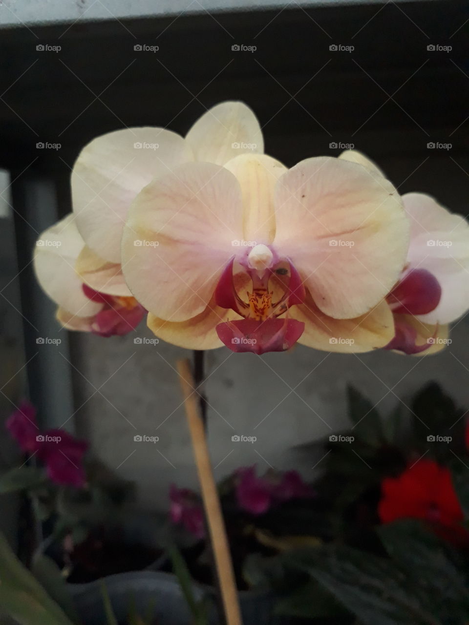 Orchid with slight yellow and purple tone -  orquídea con ligero tono amarillo y morado