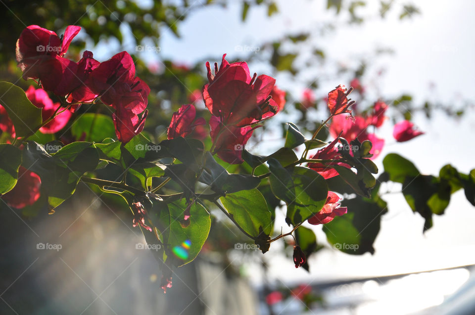 tropical flowers