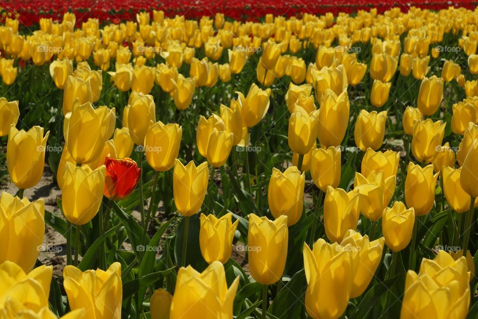 Intrus dans un champ de tulipes jaunes