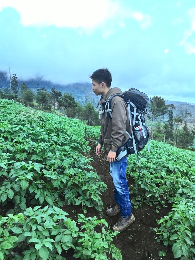 Outdoors, Leaf, Nature, One, Food