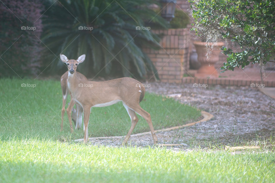 Alert herd of deer watching