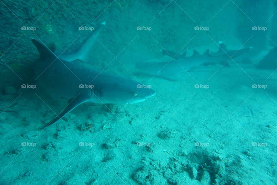 white tip sharks