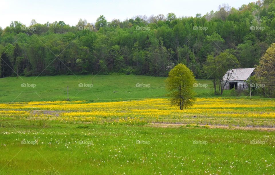 Field of yellow flowers 