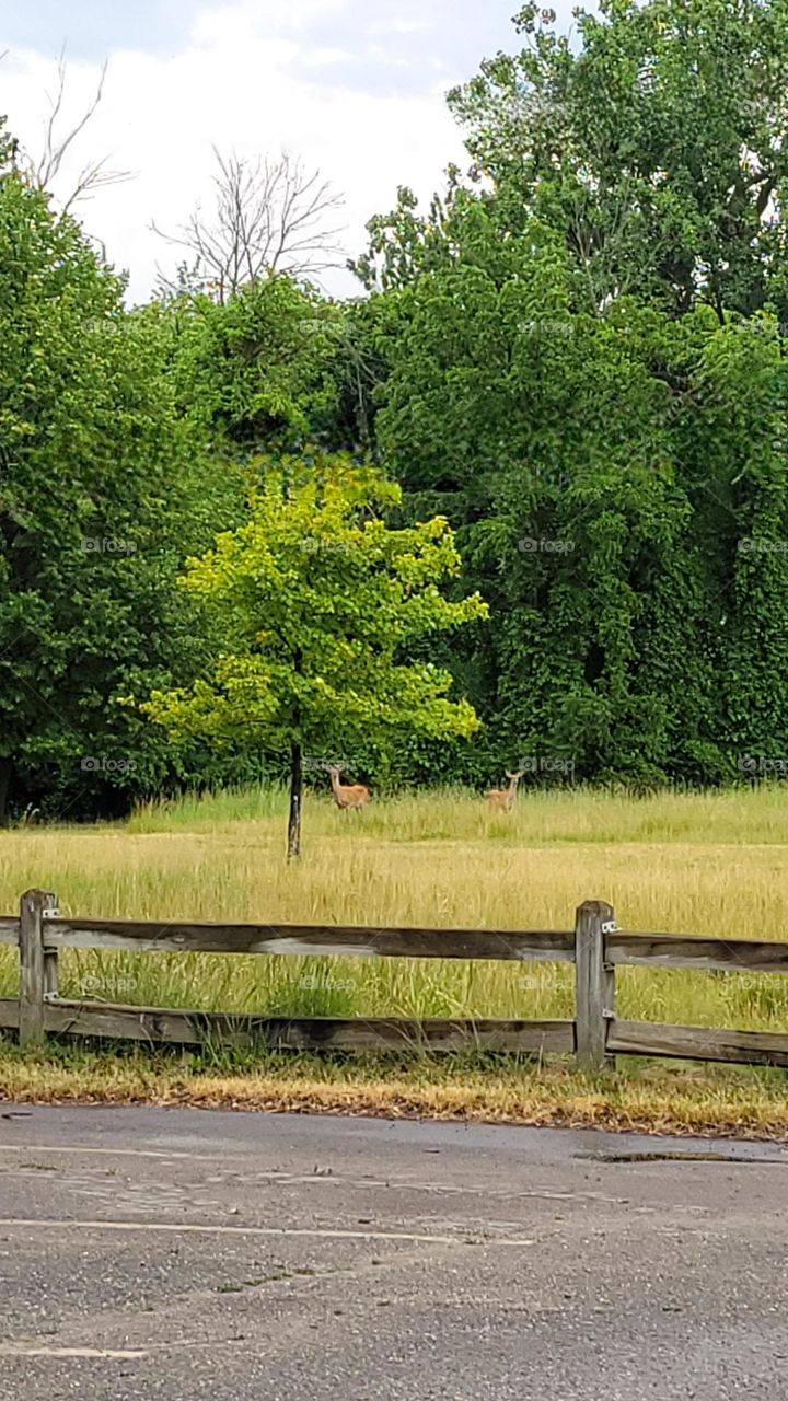 Hello There, Deer