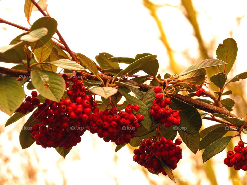 colourful berries