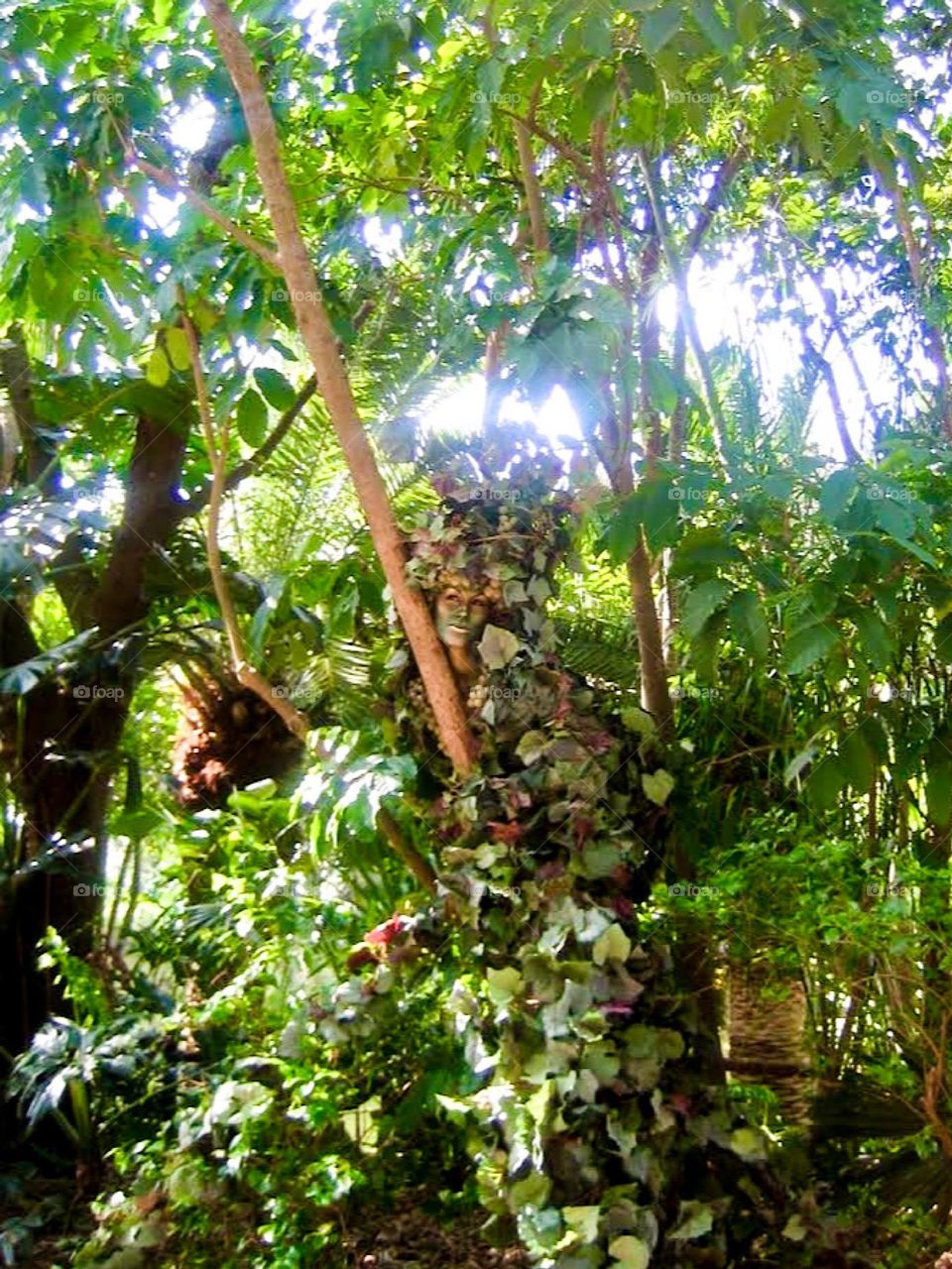 Just a photo of a jungle?