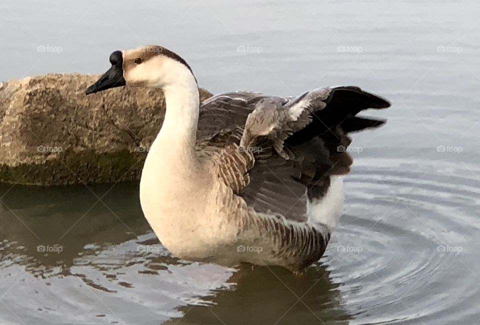 Goose, Chinese Goose, Chinese, Gray, gray goose, grey, grey goose, water, lake, rock, feathers, wings, bill, beak,