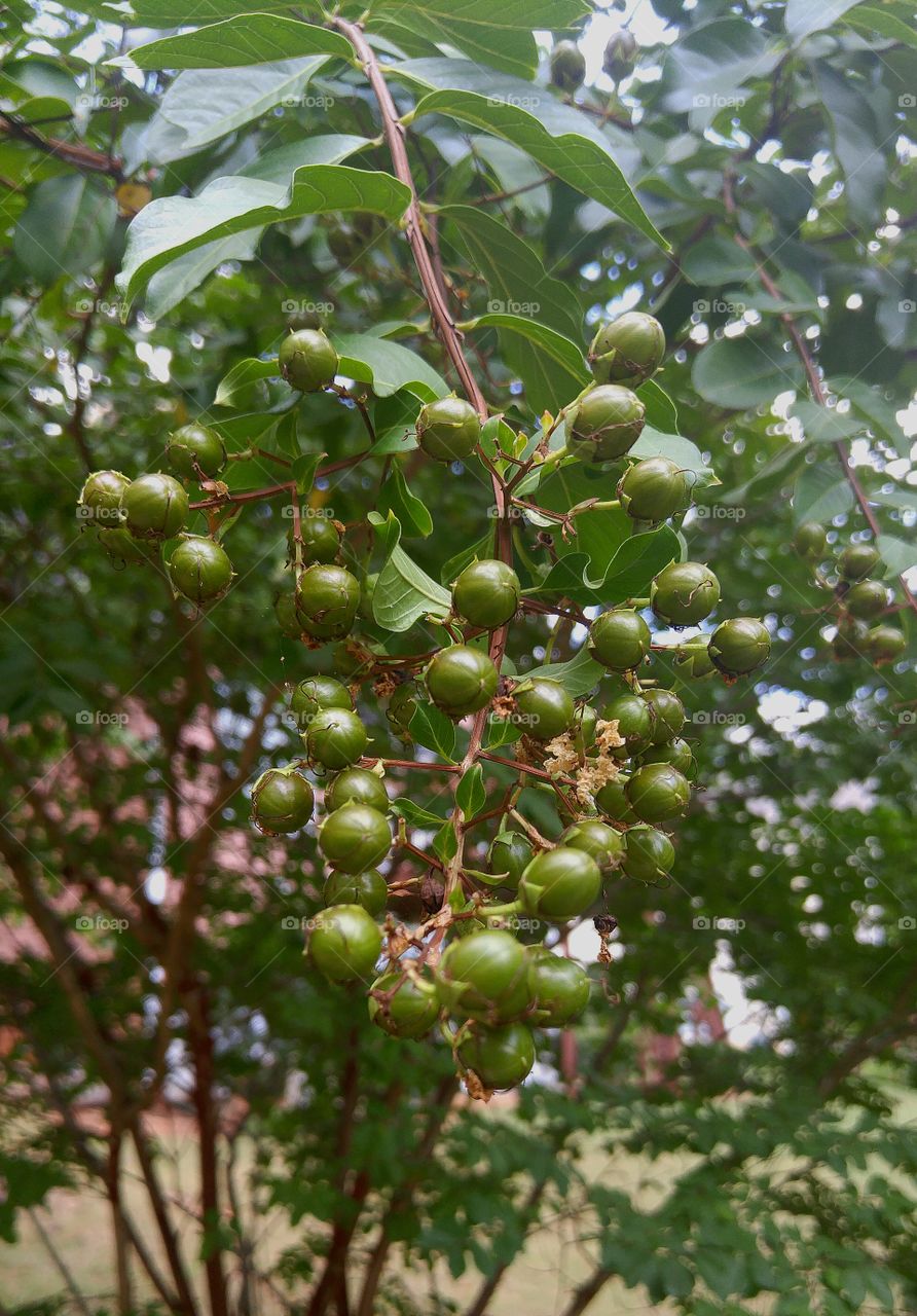 berries on a branch