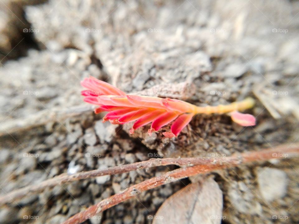 red leaves. red leaves on the ground