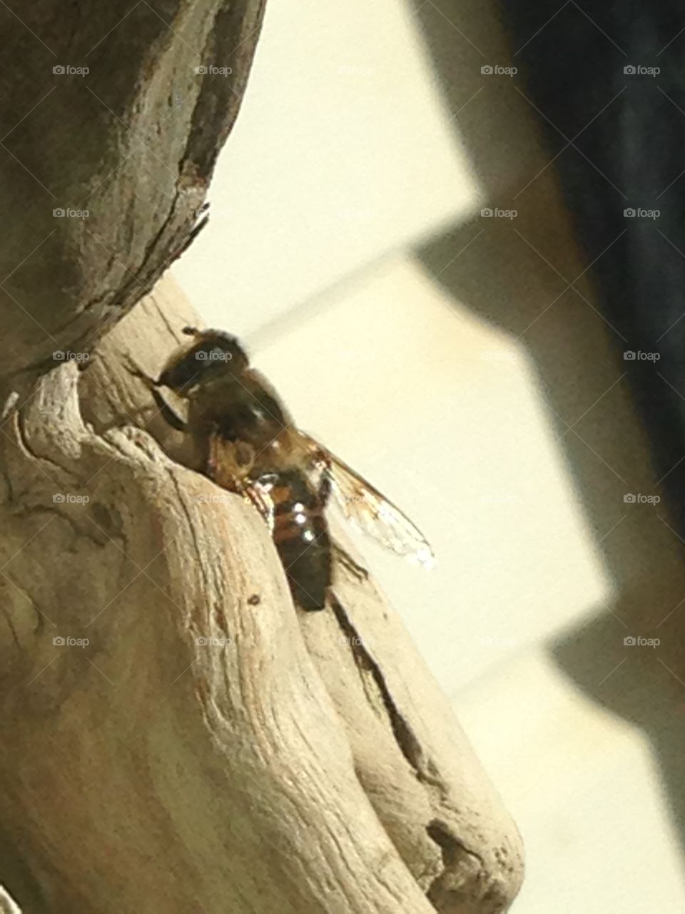 Bug on a wreath through