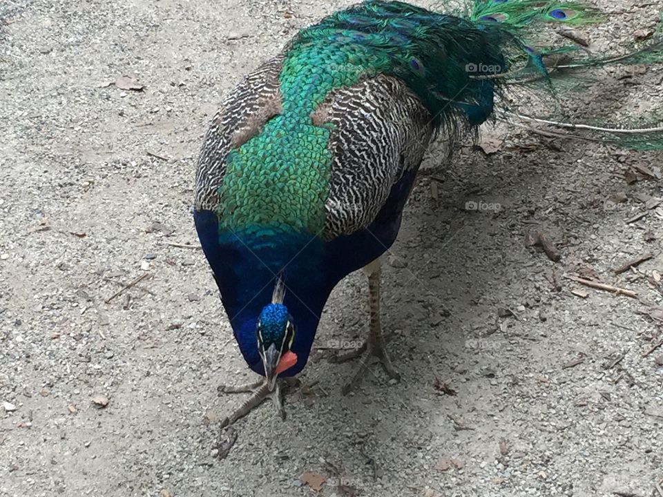 Bird, Feather, Peacock, Zoo, Wildlife