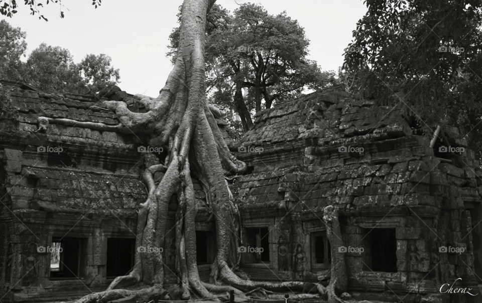 Ta Prohm, Angkor, Cambodia 