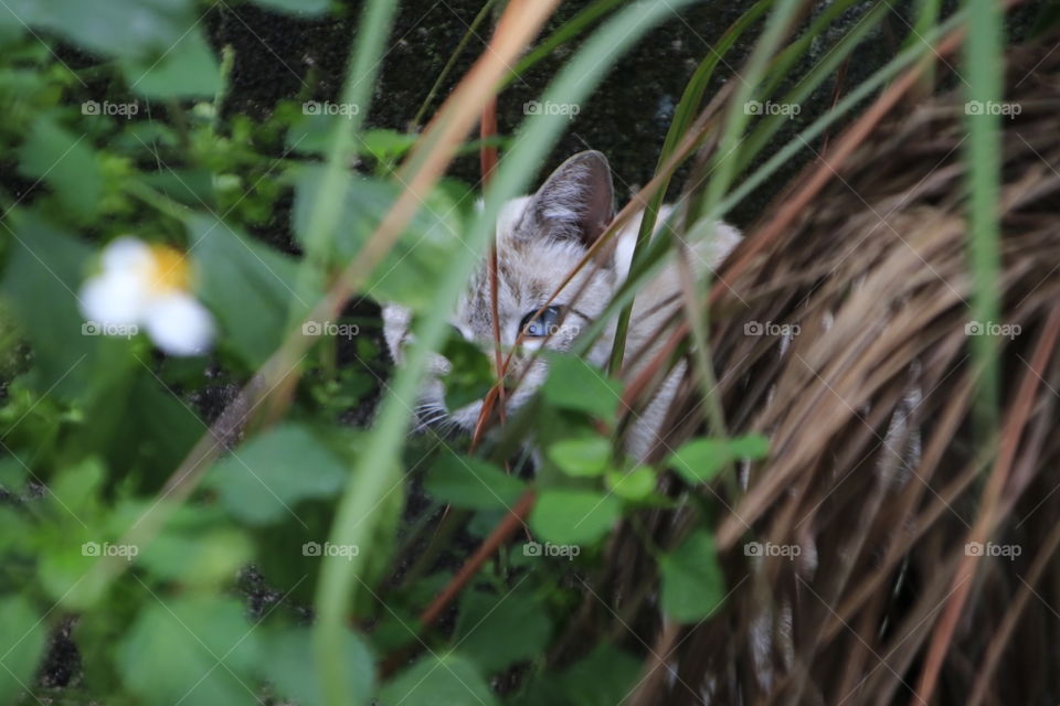 Backyard blue eye cat