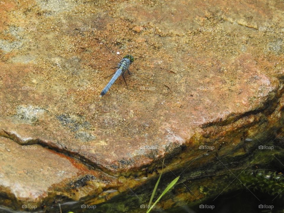 Dragonfly on rock