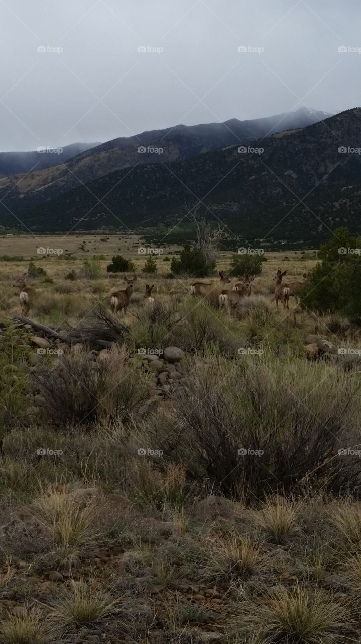 Colorado deer
