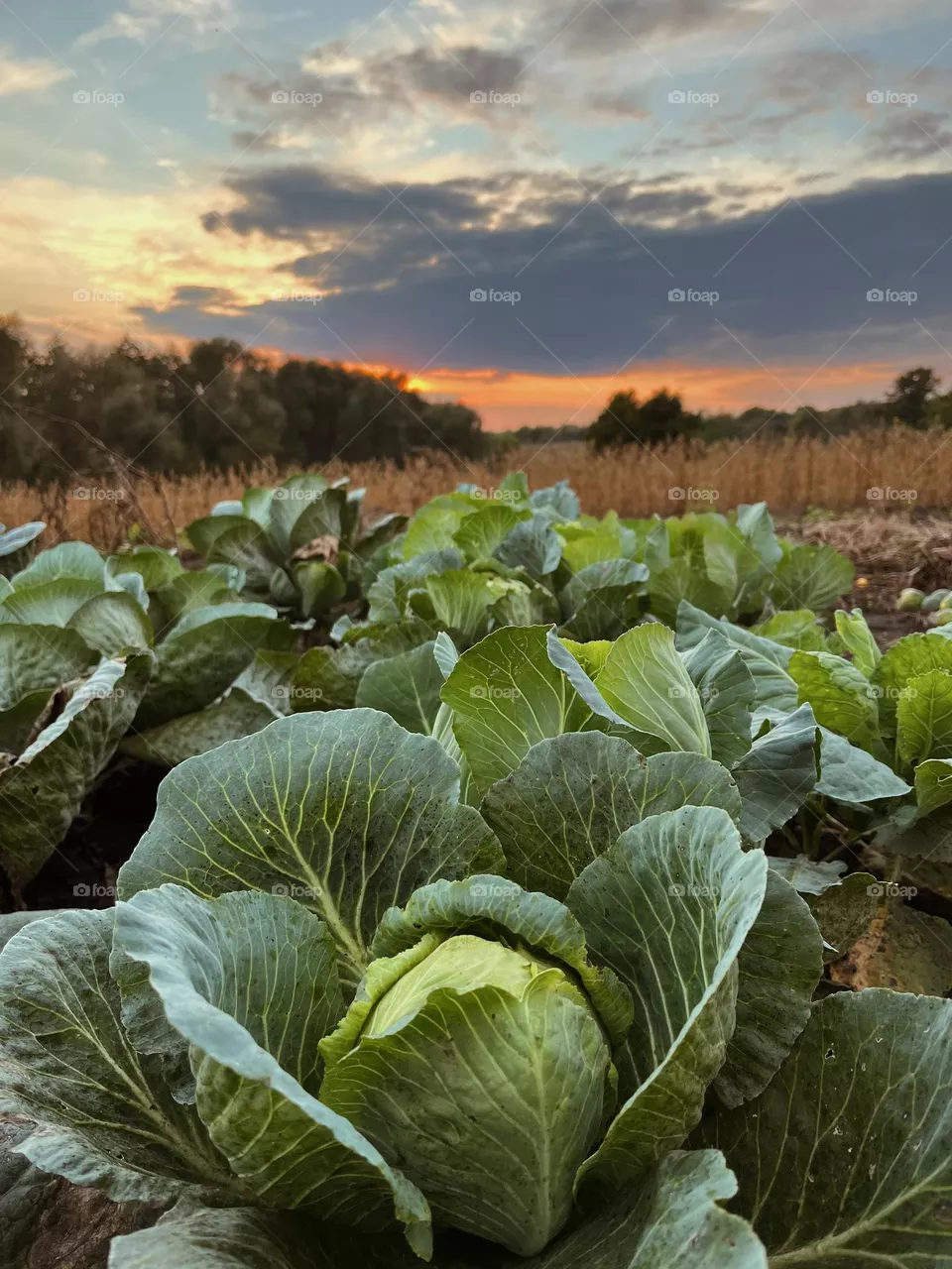 Ukrainian farmers vegetables 