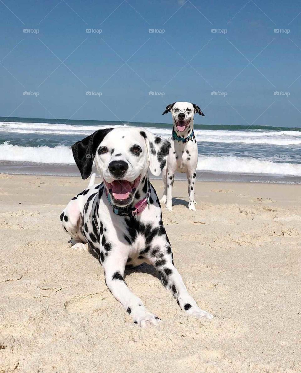 dálmatas en el playa