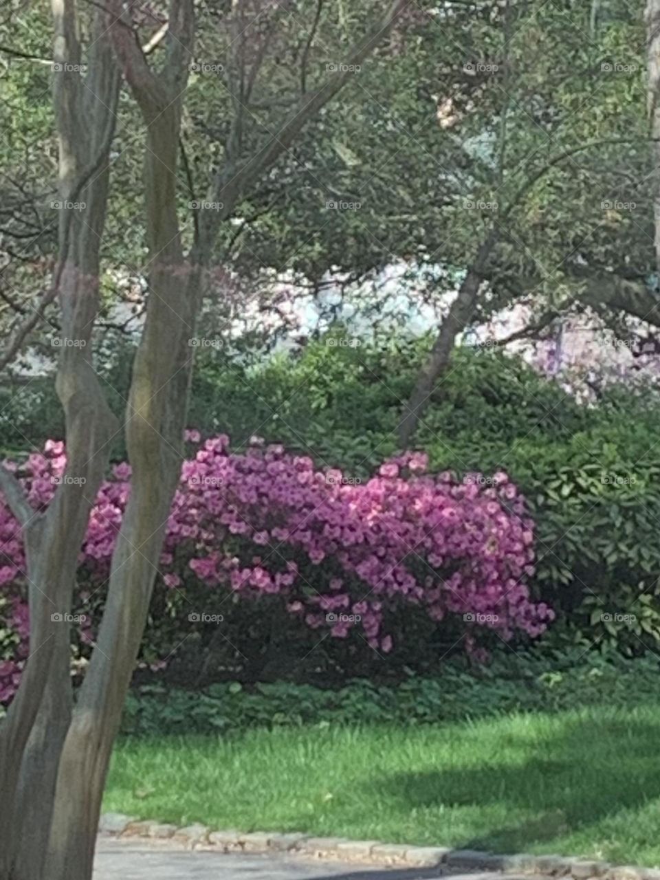 Azaleas 2