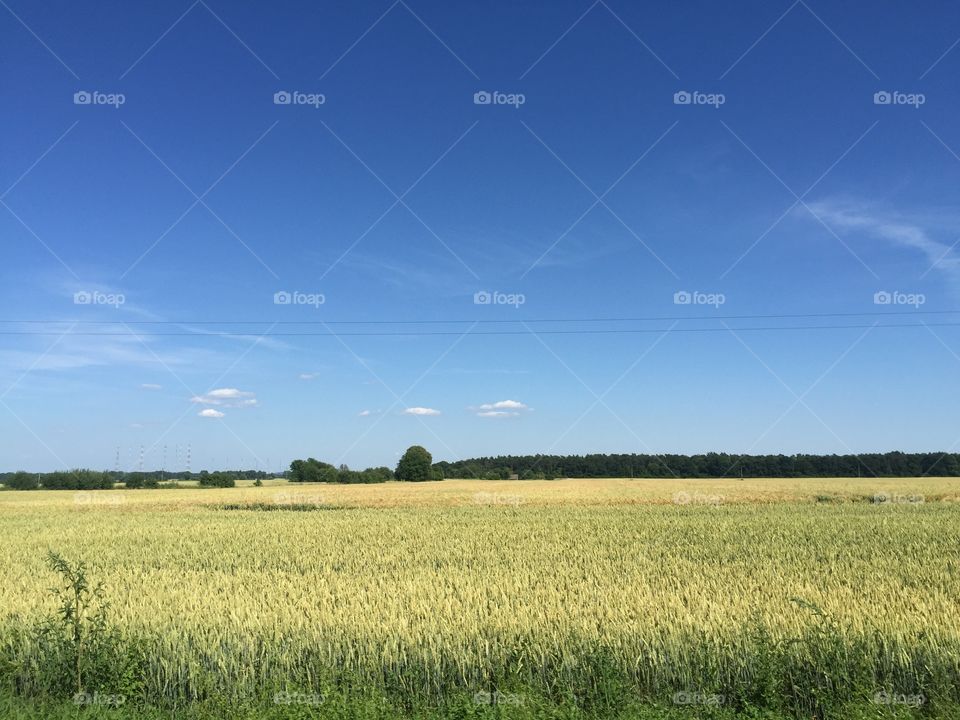 Fields in spring