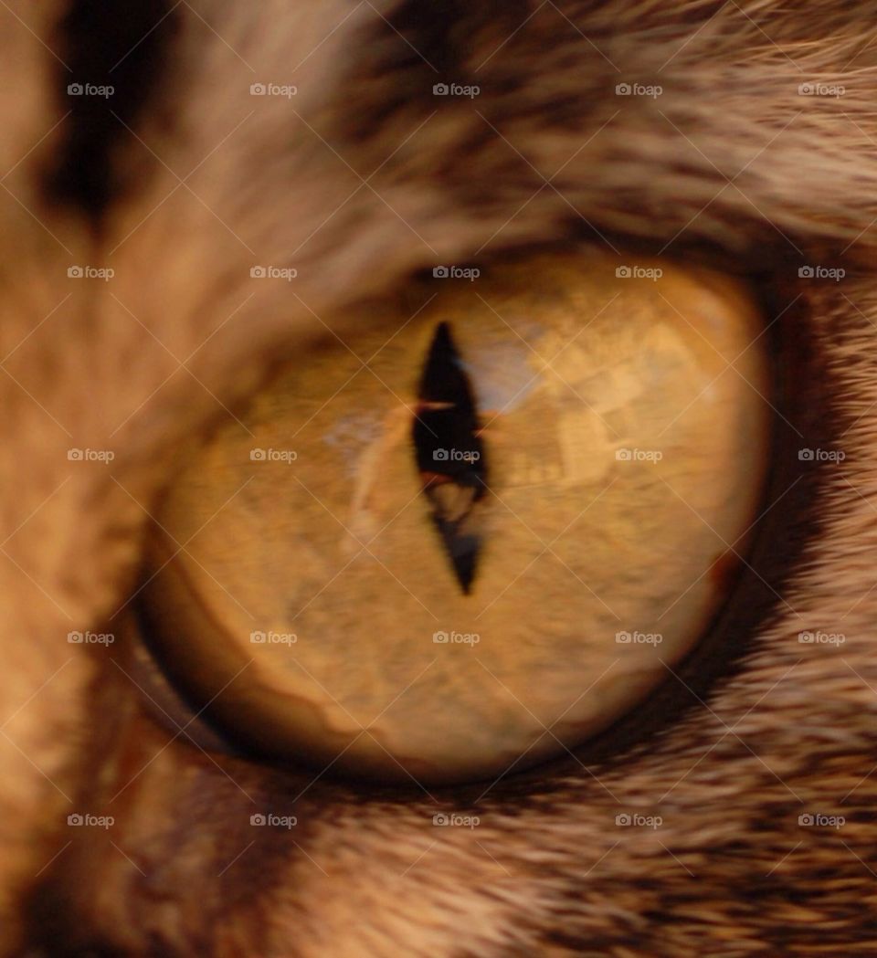 Through a cat's eye
