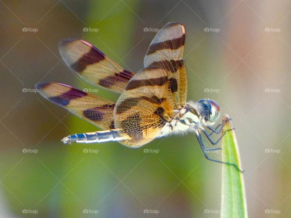 A dragonfly sits on a blade of grass