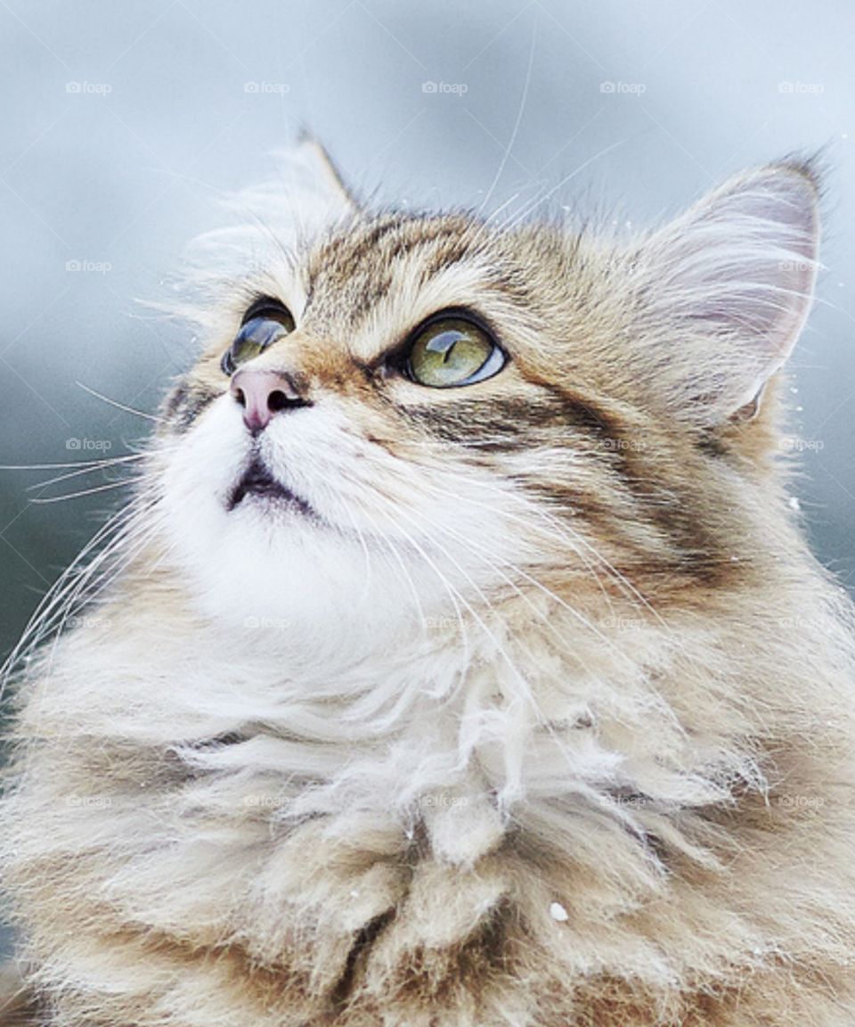 An adorable brown cat with beautiful eyes looks up.