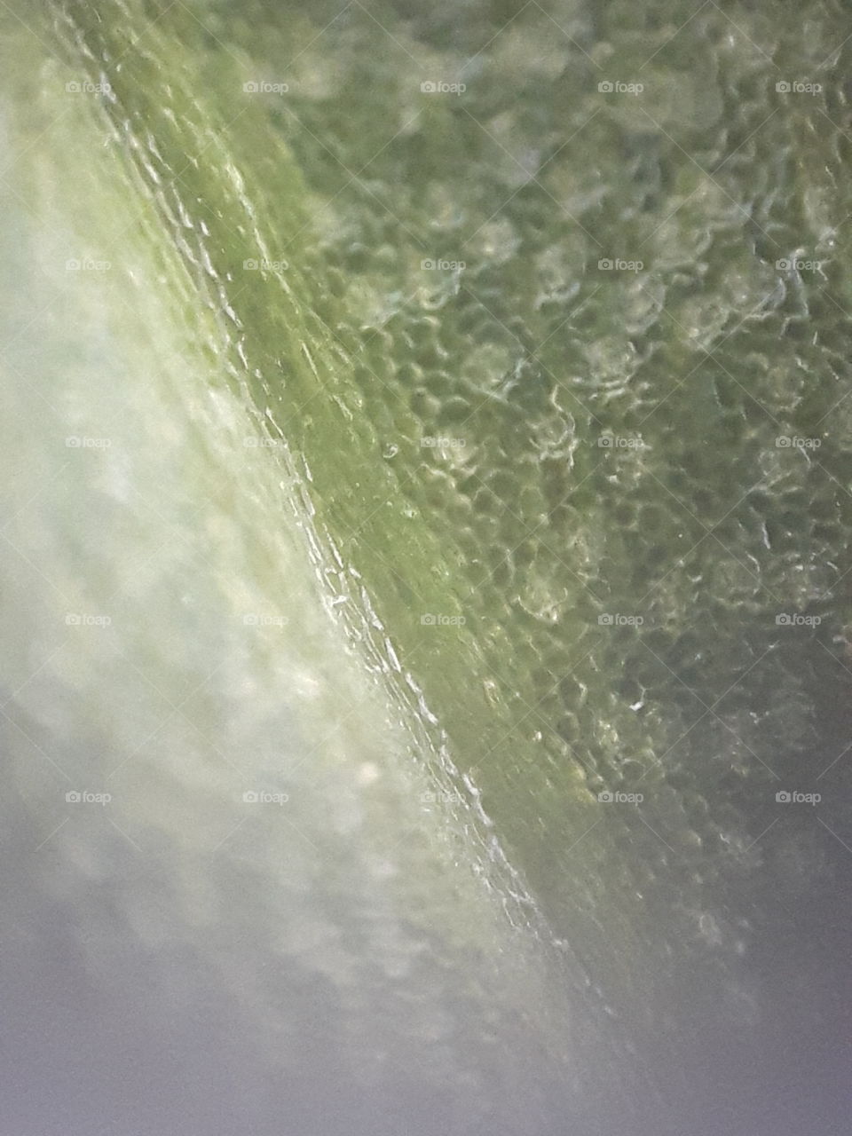 Leaf back side at microscope
