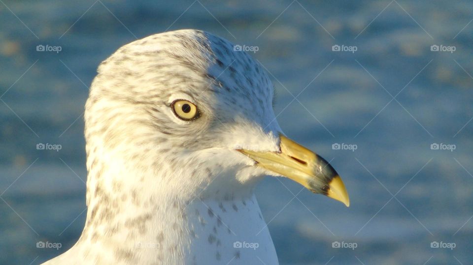 Striking closeup of seagull on morning light bright yellow eye and beak with black stripe
